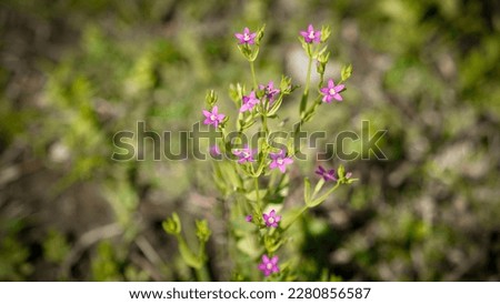 Schenkia spicata is a species of annual herb in the family Gentianaceae. It has a very wide old world distribution, ranging from north Africa, through Europe and into Asia.                            