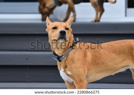 Tan Puppy, Carolina Dog in patio