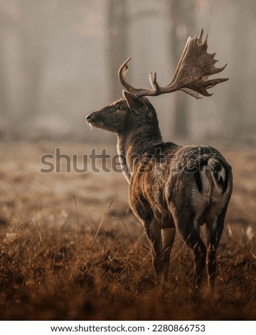 Pictures of animals in the forest