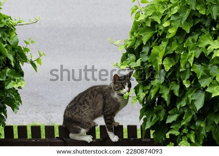 Cat on a wooden fence among ivy. Czechia.