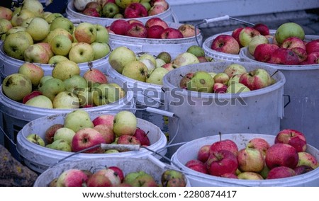 Yellow and red apples in a bucket in the garden. Autumn harvest
