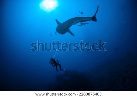 whale shark diving in Egypt
