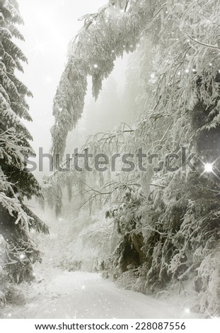 Magic Christmas background with snowy fir trees