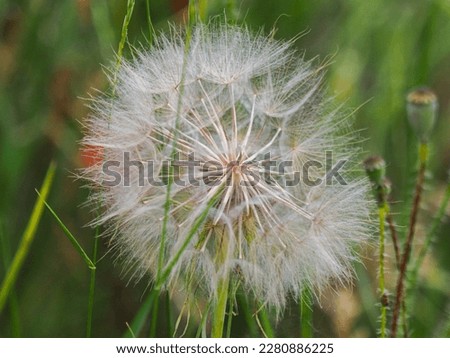 a dandelion on a green meadow