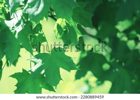 Spring nature background. Greenery trees and grasses on a sunny spring morning. Forest landscape.