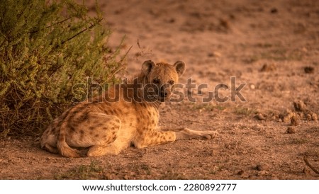 A spotted hyena (Crocuta crocuta) resting, Amboseli National Park, Kenya.