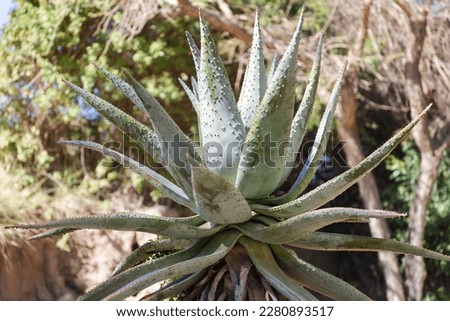 close-up view of an aloe ferox plant also known as bitter aloe.