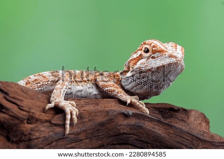 Bearded dragon hanging on a tree