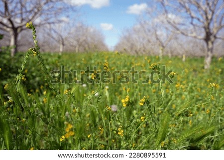 Cover Crops in organic orchard floor management to improve soil health and water use efficiency Royalty-Free Stock Photo #2280895591