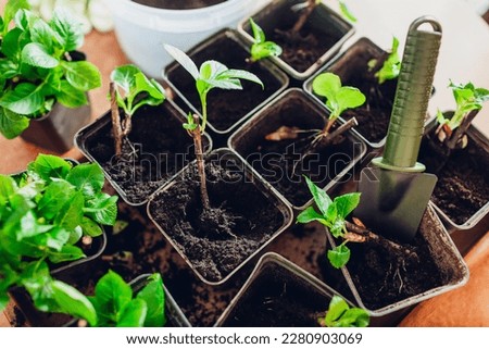 Close up of bigleaf hydrangeas cuttings. Putting young rooted plant in pot. Propagation and transplanting Royalty-Free Stock Photo #2280903069