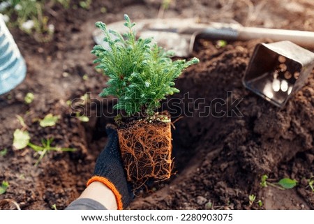 Planting Boulevard Cypress into soil. Evergreen conifer with healthy roots ready for transplanting in spring garden Royalty-Free Stock Photo #2280903075