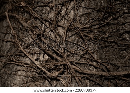 Tree trunk close-up, texture background image