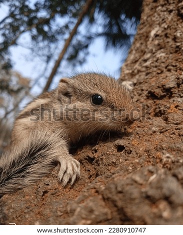 It is the young of a squirrel, commonly seen in India.