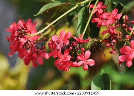 Spicy Jatropha is a plant in the family Euphorbiaceae is a shrub, rather tall and sparse.Bark color, bark brown, gray.red-brown young branches In the morning light in the garden, bees swarmed.Thailand