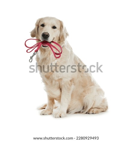 Adorable Golden Retriever dog holding leash in mouth on white background Royalty-Free Stock Photo #2280929493