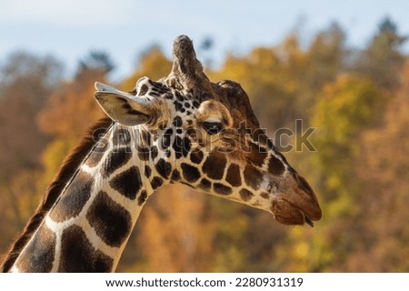 Giraffe head portrait in profile. In the background is a meadow with nice bokeh.