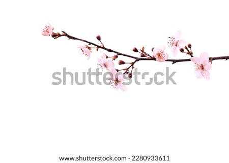 A blossoming sakura branch in spring. Pink fragrant flowers on a branch on a white background. Royalty-Free Stock Photo #2280933611