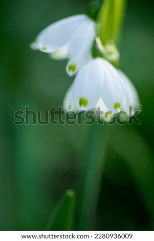 Galanthus (snowdrop species) flowers in Spring. Backlit, shallow depth of filed