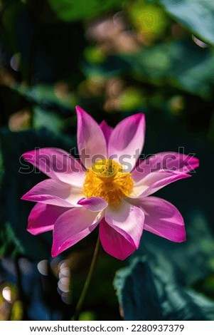blooming pink lotus flower on green blurred background. Colorful water lily or lotus flower. Attraction in the pond.