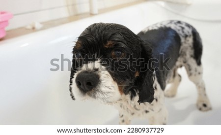 dog being washed, motion blur