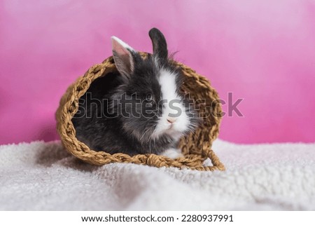 rabbit on a pink background,  black decorative rabbit, black and white decorative rabbit on pink background, easter little bunny, miniature rabbit in the basket 