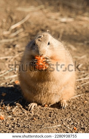 a hungry groundhog eats a carrot
