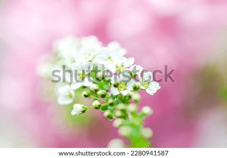 soft bokeh Blossom close-up, Macro of plant Bush shrub Deutzia gracilis on pink background. in bloom. hardy dwarf shrub and easy to care 