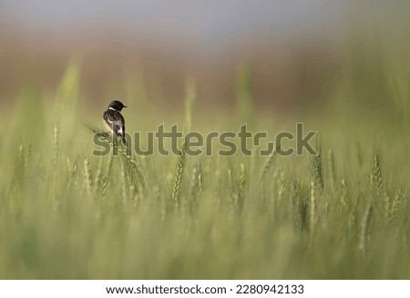 Siberian Stone chat bird in Green Wheat field