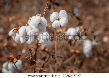 Close-up of  cotton bolls on branch india 