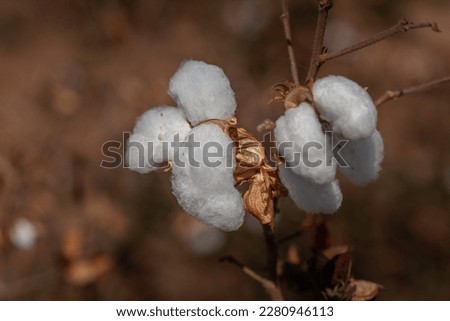 Close-up of  cotton bolls on branch india 