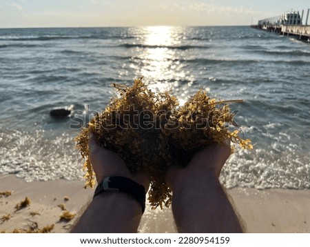 Sargassum seaweed in Playa Del Carmen Mexico at the Constituyentes beach in February Royalty-Free Stock Photo #2280954159