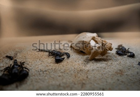 A human skull on a sand desert surrounded with scorpions against blurred background
