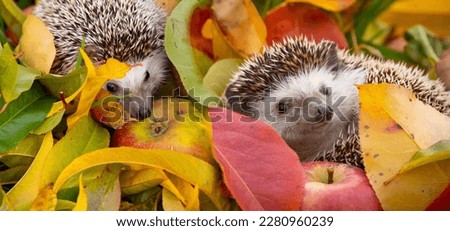 Hedgehogs in the garden - nice autumnal picture
