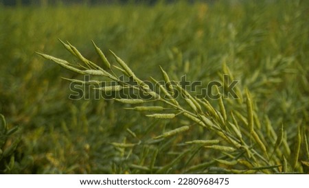 Mustard is a dicotyledonous plant of the Brassica for Cruciferae family. Mustard is an oilseed. Vast mustard fields of Bangladesh. Closeup photo of mustard greens.