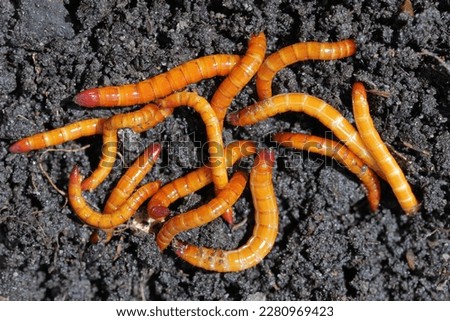 Wireworms, larvae of the click beetles (Elateridae). Economically important pests of cultivated, horticultural and ornamental plants, live in the soil and bite the roots of plants.