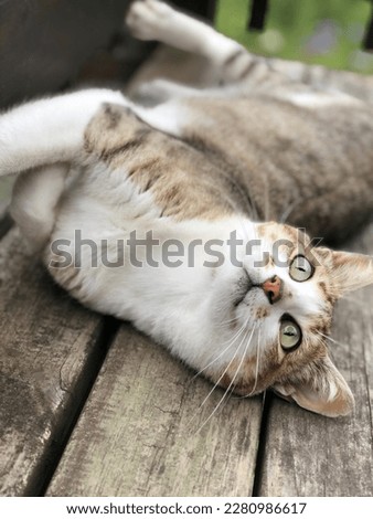 Cat lying on ground with beautiful eyes