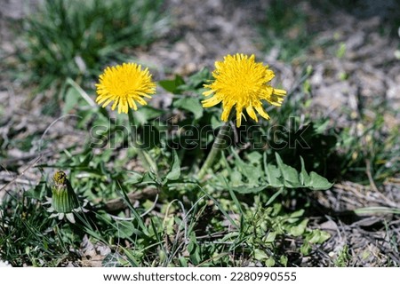 Taraxacum officinale, the dandelion or common dandelion. Dandelions flowers provide both pollen and nectar for the insects. This plant has several culinary uses. Royalty-Free Stock Photo #2280990555
