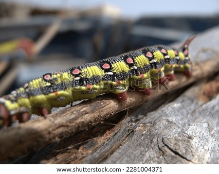 beautiful color image of caterpillar details and textures