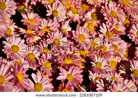 A beautiful close-up of pink asters with a warm yellow tone from the golden hour light. Selective focus in the middle of the picture.