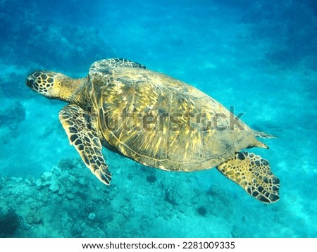 beautiful image of sea turtle swimming on the sea