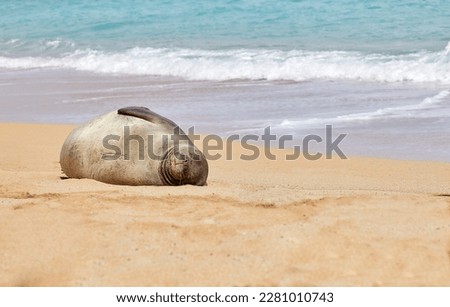 Hawaiian Monk Seal sleeping on the Beach Royalty-Free Stock Photo #2281010743