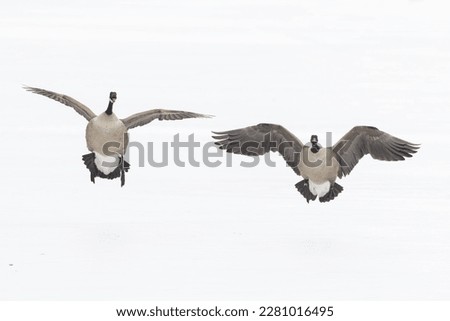 Canada goose (Branta canadensis) in winter
 Royalty-Free Stock Photo #2281016495