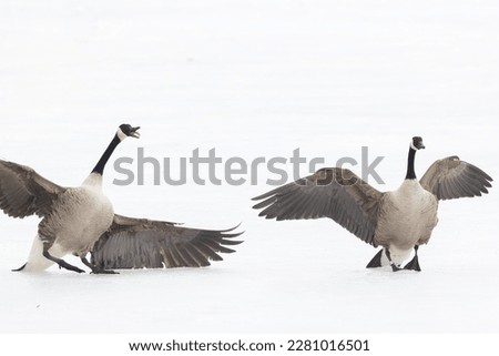 Canada goose (Branta canadensis) in winter
 Royalty-Free Stock Photo #2281016501