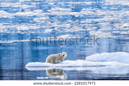 Polar Bear on Ice Flow, Greenland Royalty-Free Stock Photo #2281017971