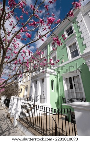 Stunnng pastel pink magnolia flowers, photographed on a bright day in Notting Hill, west London UK. Magnolia trees flower for about three days a year in springtime.