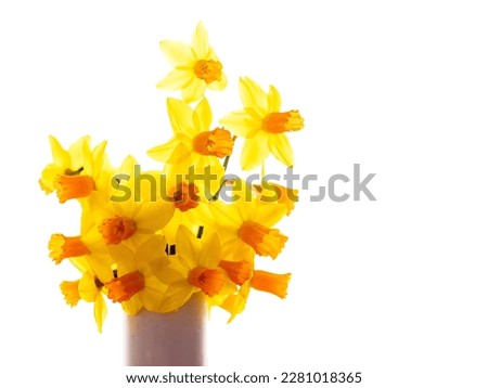Yellow daffodil on a light color background. Traditional simple flowers for house decoration.