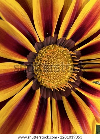 macro photography of a flower
