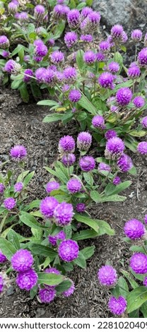 A Pattern of Lovely Globe Amaranth Plants, Lovely Purple Flowers Royalty-Free Stock Photo #2281020409