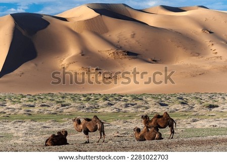 A group of camels resting in the evening in front of the sand dunes of the Gobi desert, Mongolia Royalty-Free Stock Photo #2281022703