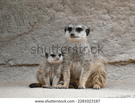 Meerkat (Suricata suricatta), young animal 6 weeks and adult, captive